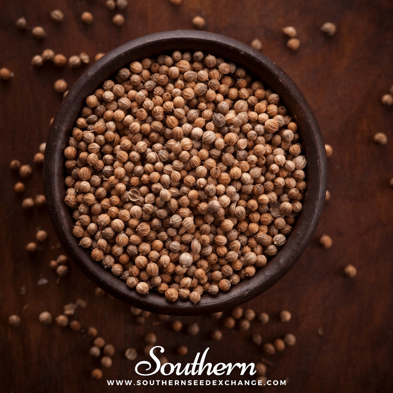 Load image into Gallery viewer, Santo Cilantro – 100 Seeds
