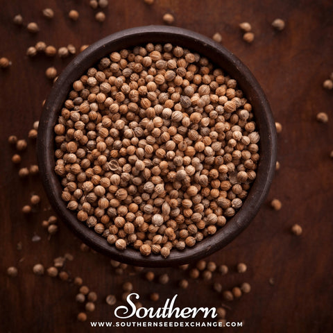 Santo Cilantro – 100 Seeds, additional product view 2