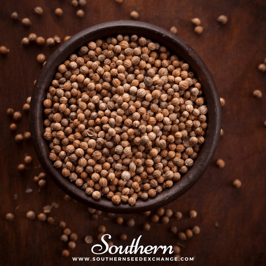 Santo Cilantro – 100 Seeds