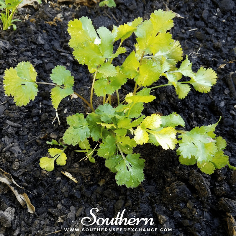Load image into Gallery viewer, Santo Cilantro – 100 Seeds

