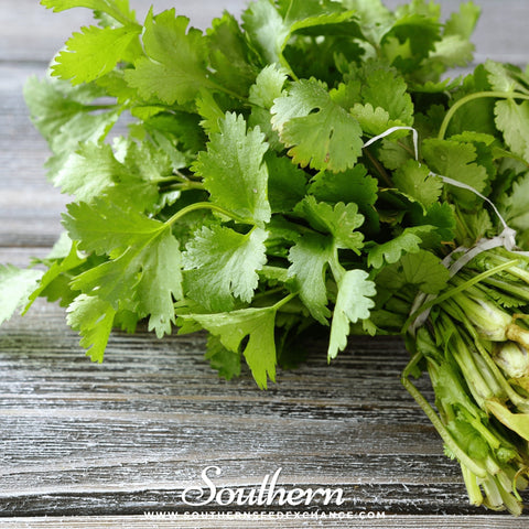 Santo Cilantro seeds package, 100 count, GrowTime Garden Supply