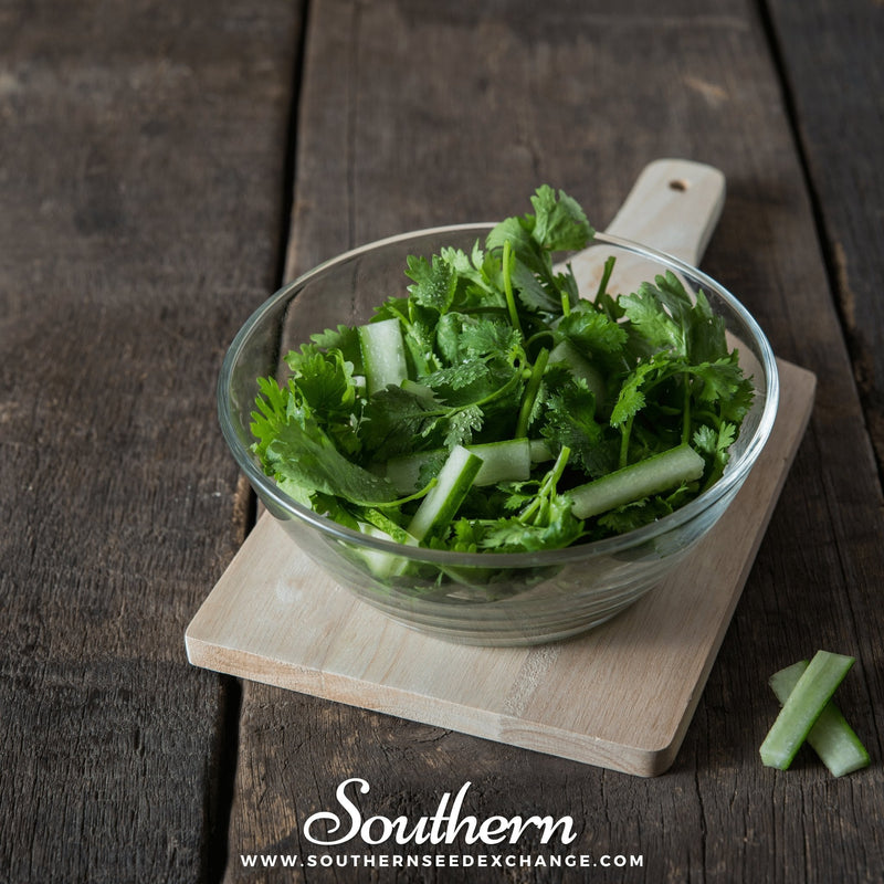 Load image into Gallery viewer, Santo Cilantro – 100 Seeds
