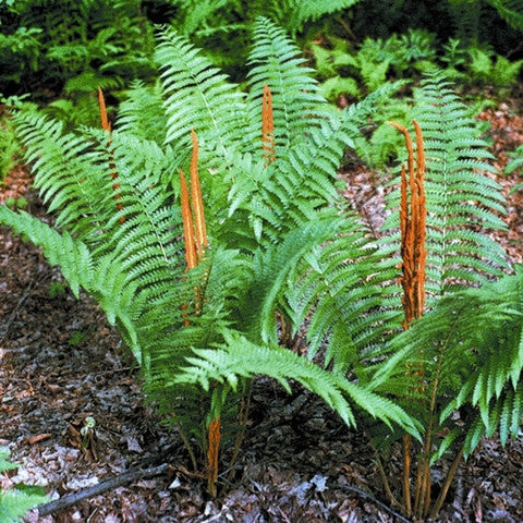 Cinnamon fern, Osmunda cinnamomea