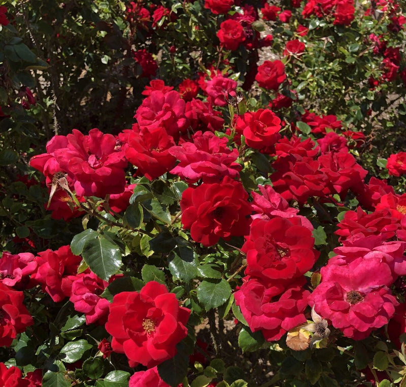 Load image into Gallery viewer, Cinnamon Hearts™ Rose -Repeat Bloomer

