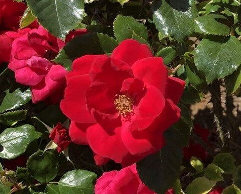 Load image into Gallery viewer, Cinnamon Hearts™ Rose -Repeat Bloomer
