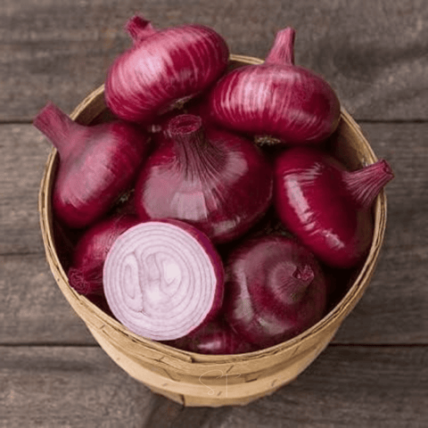 Cipollini Red Onion 100 Seeds