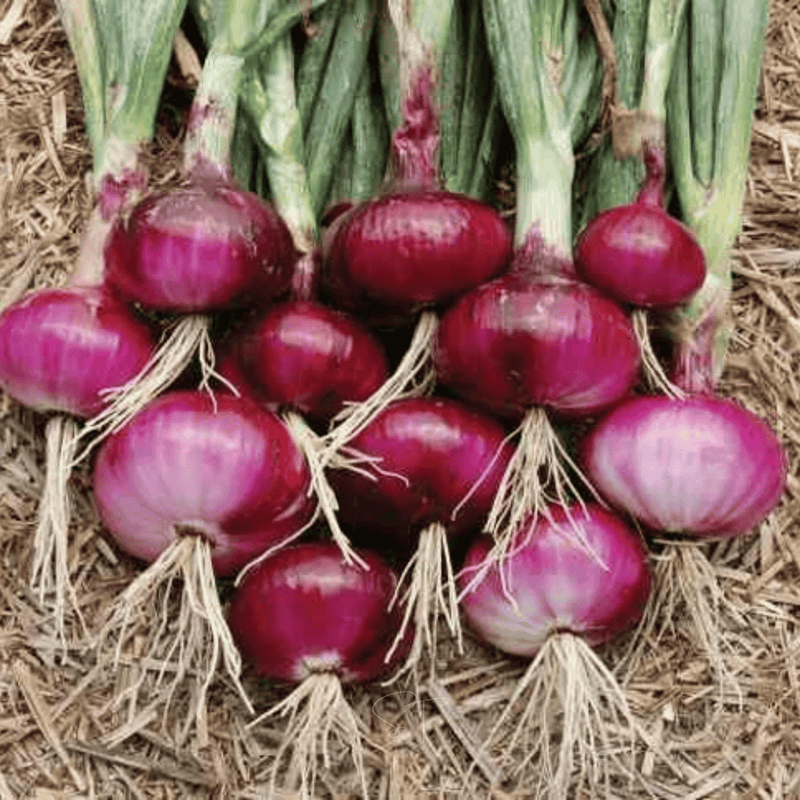 Load image into Gallery viewer, Cipollini Red Onion – 100 Seeds
