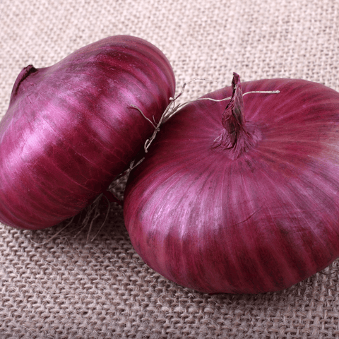 Cipollini Red Onion – 100 Seeds, additional product view 2