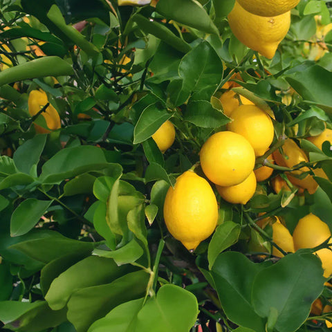 Meyer Lemon Tree, additional product view 2