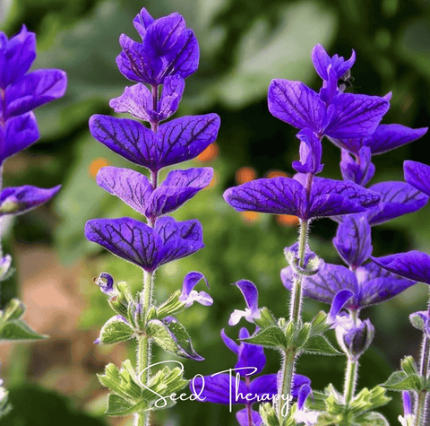 Blue Monday Clary Sage 50 Seeds
