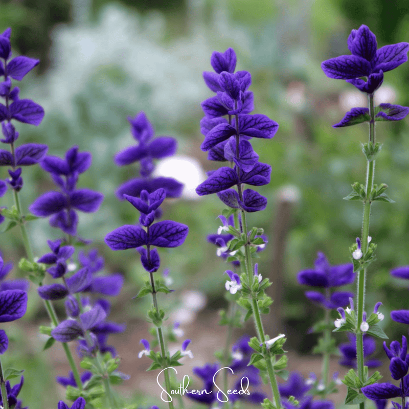 Load image into Gallery viewer, Blue Monday Clary Sage – 50 Seeds
