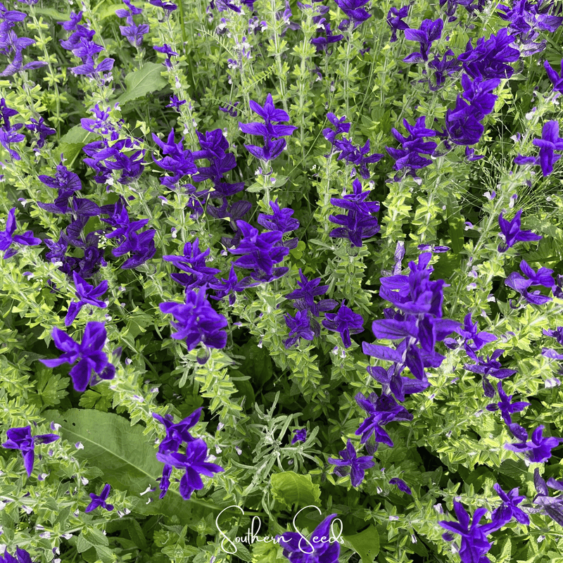 Load image into Gallery viewer, Blue Monday Clary Sage – 50 Seeds
