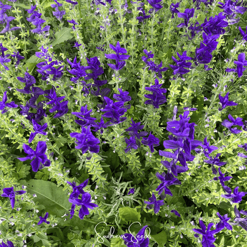 Blue Monday Clary Sage – 50 Seeds, additional product view 2