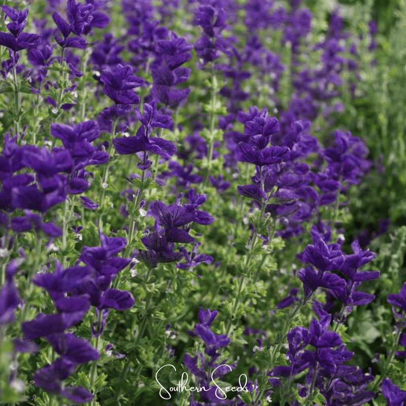 Load image into Gallery viewer, Blue Monday Clary Sage – 50 Seeds
