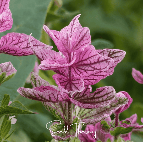 Pink Sundae Clary Sage 50 Seeds