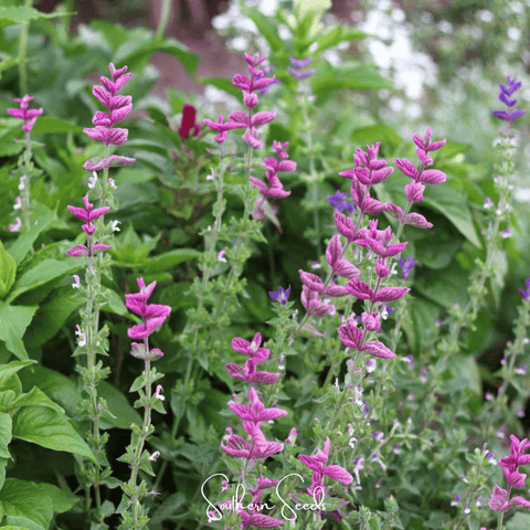 Pink Sundae Clary Sage – 50 Seeds, additional product view 2