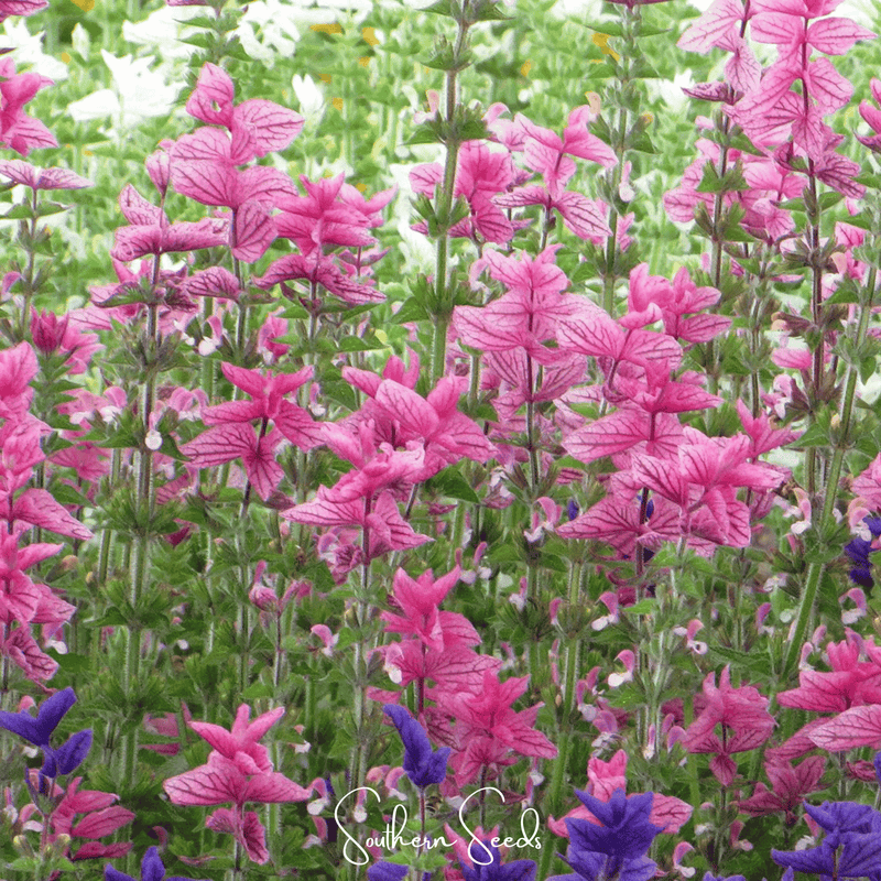 Load image into Gallery viewer, Pink Sundae Clary Sage – 50 Seeds
