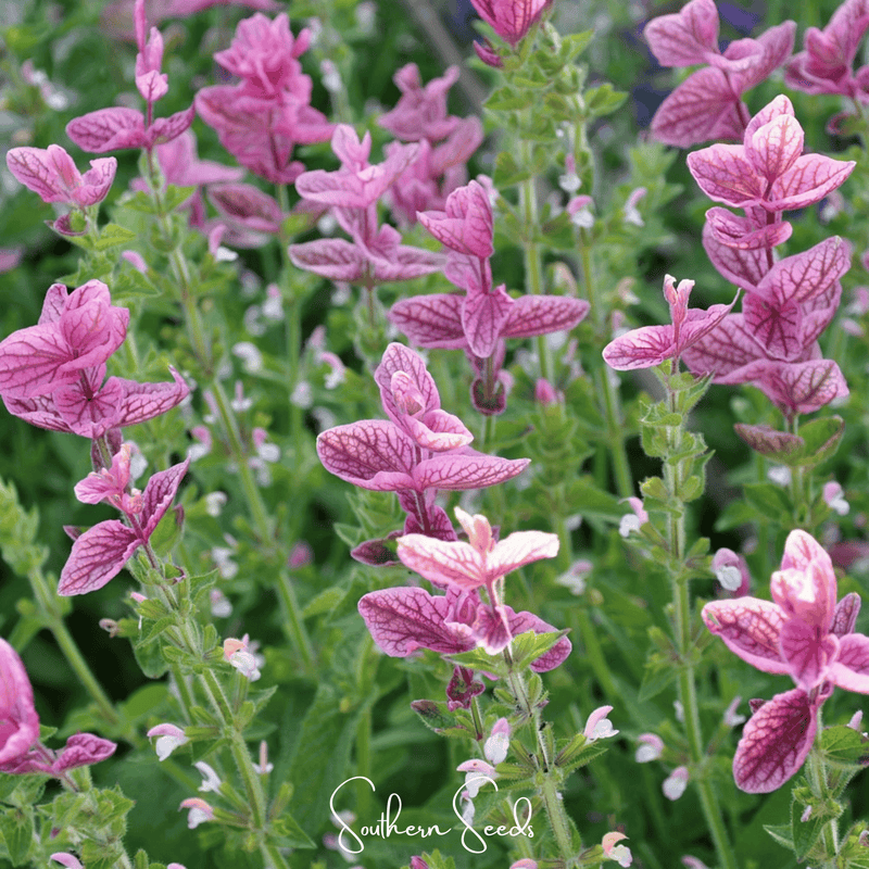 Load image into Gallery viewer, Pink Sundae Clary Sage – 50 Seeds
