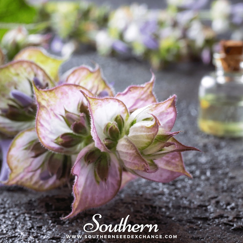 Load image into Gallery viewer, Clary Sage – 50 Seeds
