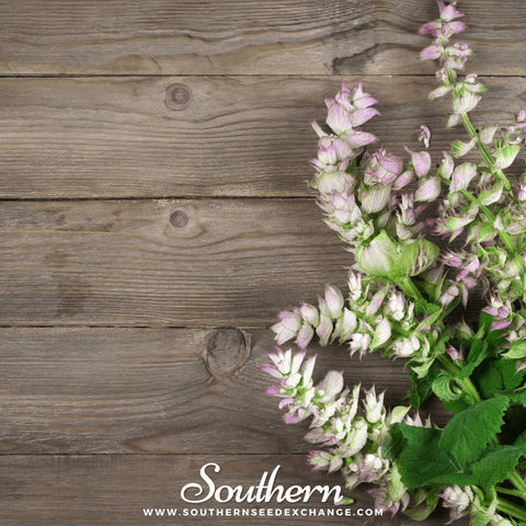 Clary Sage – 50 Seeds, additional product view 2