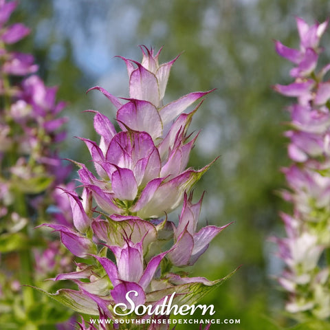 Clary Sage seeds package, 50 count, GrowTime Garden Supply
