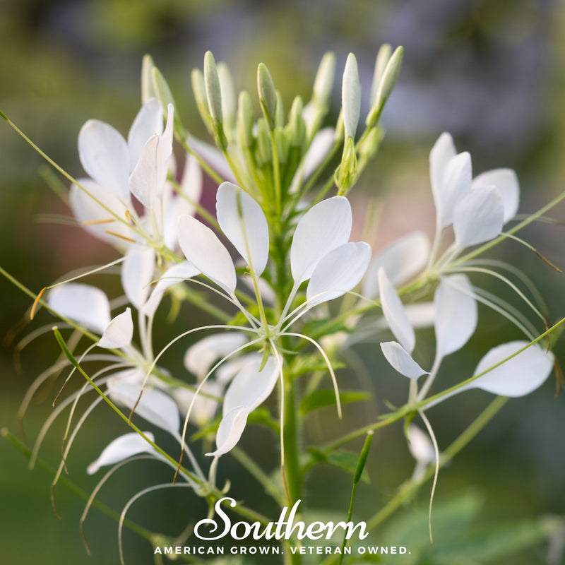 Load image into Gallery viewer, Spider Flower Cleome – 50 Seeds
