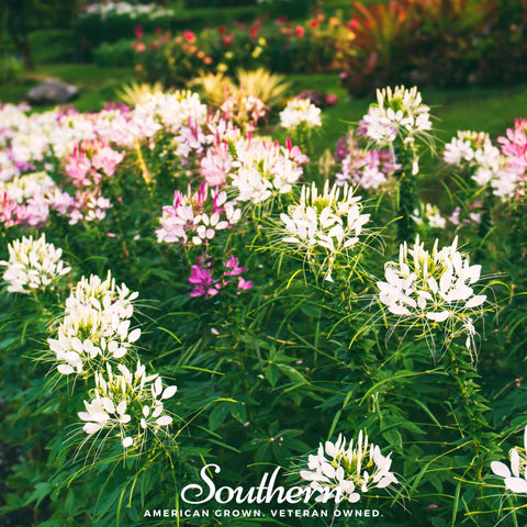 Spider Flower Cleome – 50 Seeds, additional product view 2