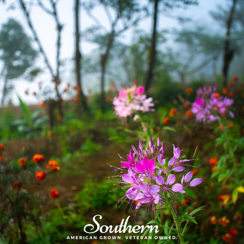 Load image into Gallery viewer, Spider Flower Cleome – 50 Seeds
