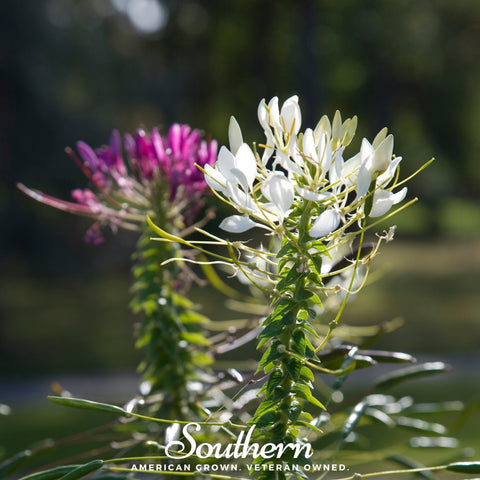 Spider Flower Cleome 50 Seeds