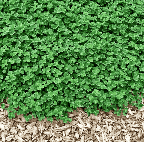 Micro Clover Mini 10000 Seeds