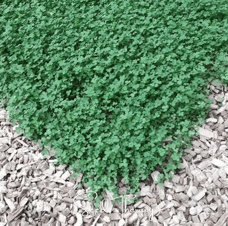 Load image into Gallery viewer, Micro Clover (Mini) – 10,000 Seeds
