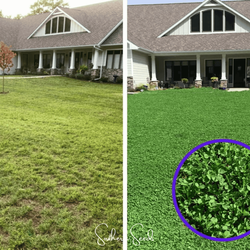 Load image into Gallery viewer, Micro Clover (Mini) – 10,000 Seeds
