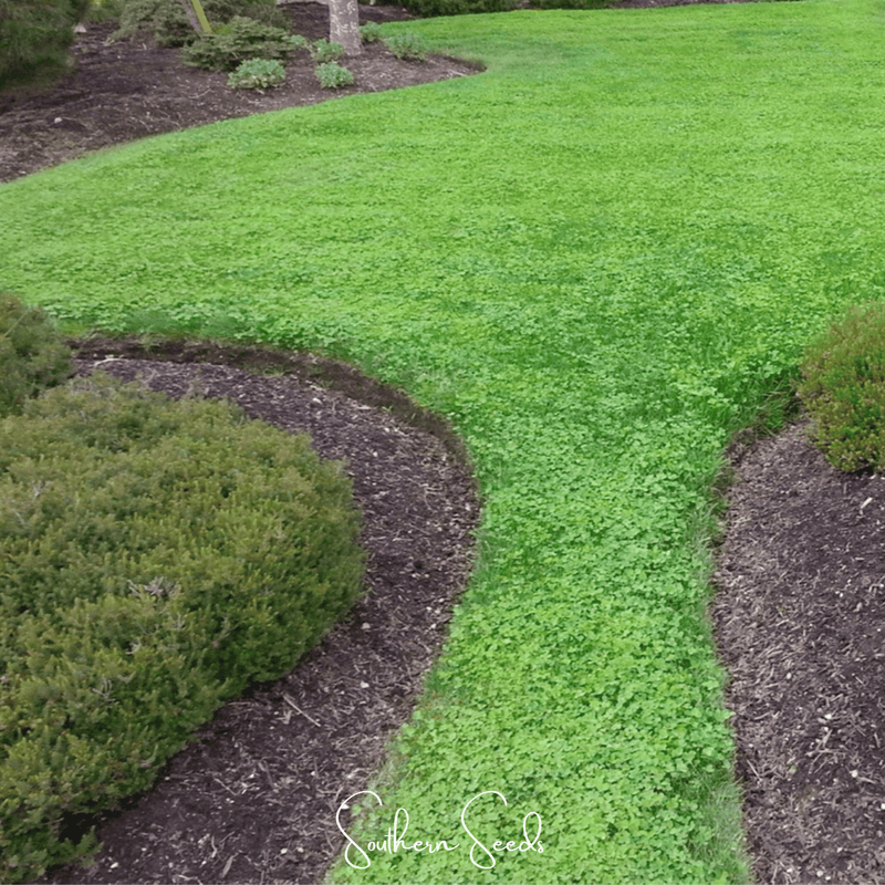 Load image into Gallery viewer, Micro Clover (Mini) – 10,000 Seeds
