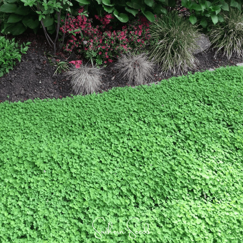 Load image into Gallery viewer, Micro Clover (Mini) – 10,000 Seeds
