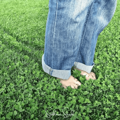 Micro Clover (Mini) – 10,000 Seeds, additional product view 2