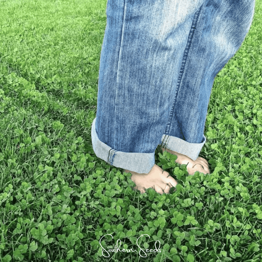 Micro Clover (Mini) – 10,000 Seeds