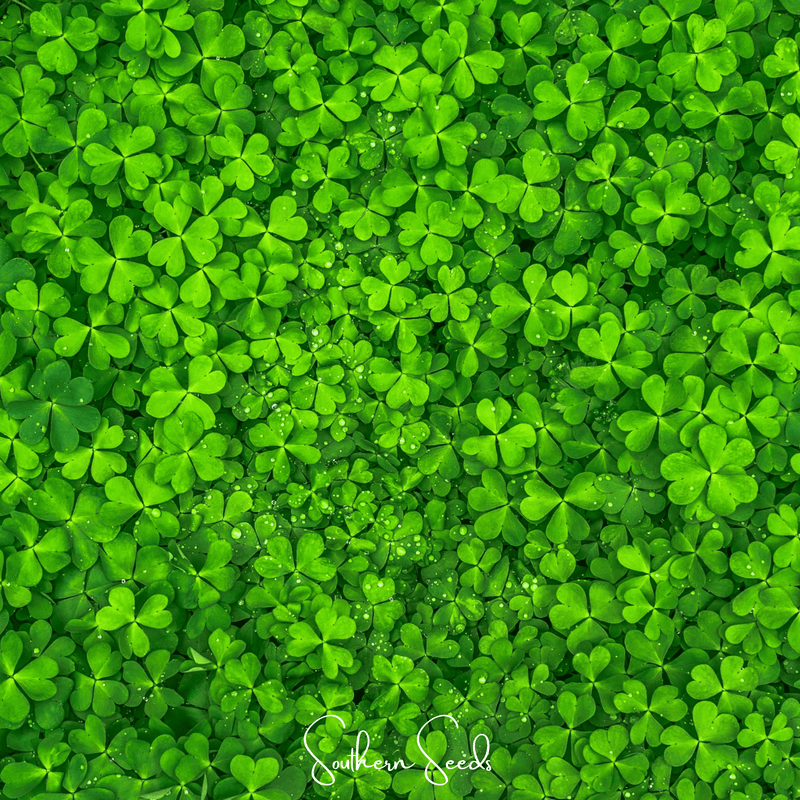 Load image into Gallery viewer, Micro Clover (Mini) – 10,000 Seeds
