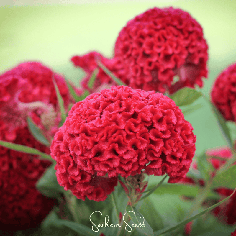 Load image into Gallery viewer, Carmine Cockscomb – 25 Seeds
