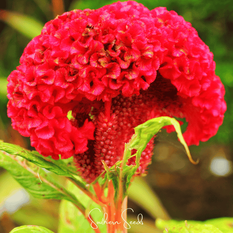 Carmine Cockscomb – 25 Seeds, additional product view 2