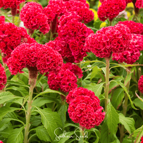 Carmine Cockscomb 25 Seeds