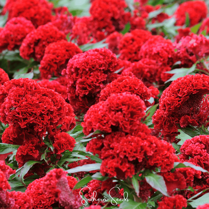 Load image into Gallery viewer, Carmine Cockscomb – 25 Seeds
