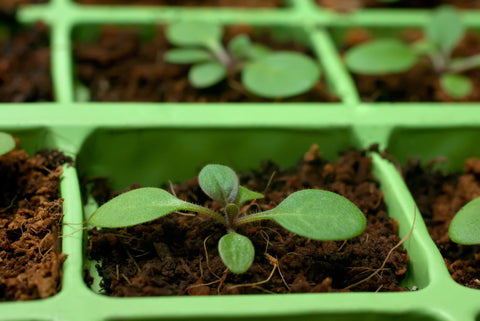 Coco Coir Brick (OMRI Approved for Organic Use), additional product view 2