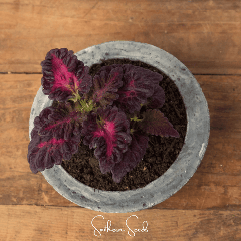 Black Dragon Coleus – 20 Seeds, additional product view 2