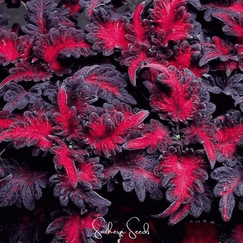 Load image into Gallery viewer, Black Dragon Coleus – 20 Seeds
