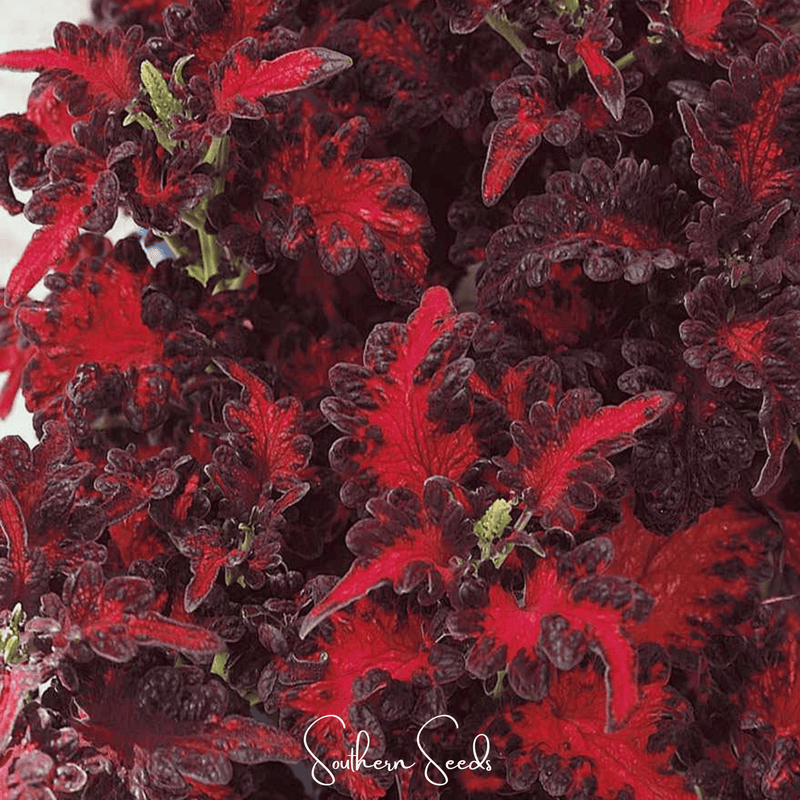 Load image into Gallery viewer, Black Dragon Coleus – 20 Seeds
