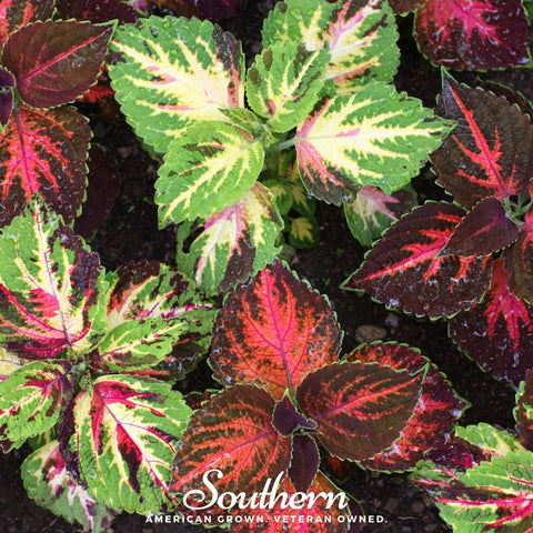 Rainbow Mix Coleus – 250 Seeds, additional product view 2