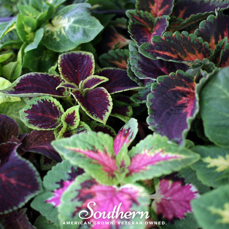 Load image into Gallery viewer, Rainbow Mix Coleus – 250 Seeds
