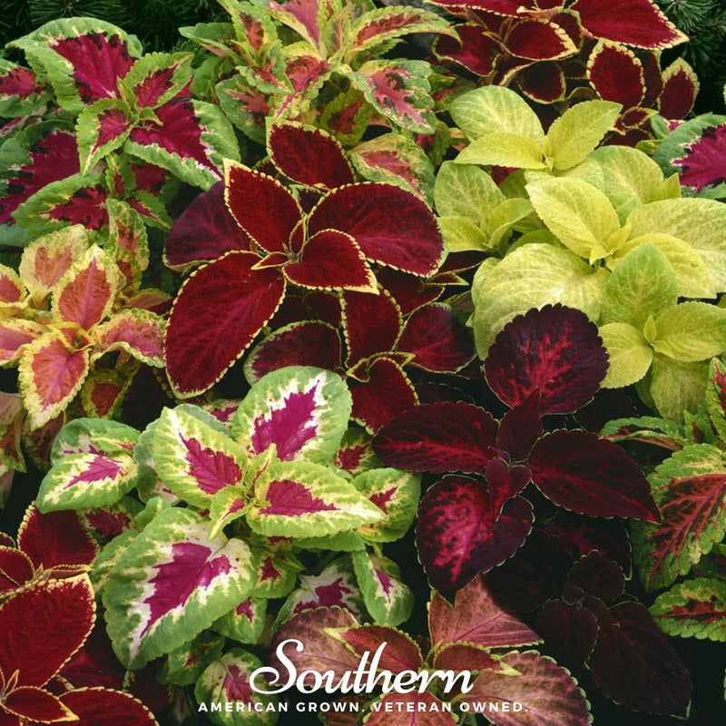 Load image into Gallery viewer, Rainbow Mix Coleus – 250 Seeds
