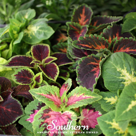 Rainbow Mix Coleus 250 Seeds