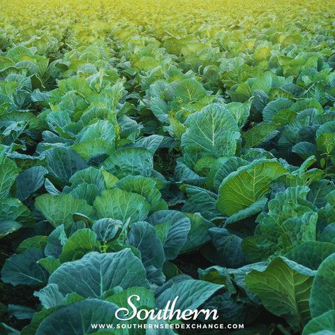 Champion Collard – 100 Seeds, additional product view 2